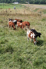 Image showing Countryside idyll