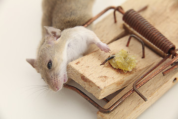 Image showing Fatal attraction, trap kills mouse