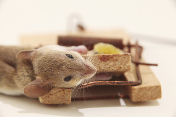 Image showing Dead mouse in trap