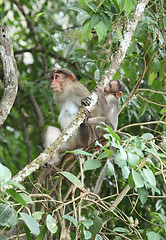 Image showing Macaque mother and baby