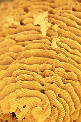 Image showing Golden honeycomb background