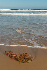 Image showing Seaweed