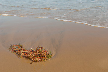 Image showing Seaweed