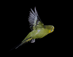 Image showing flying petbird