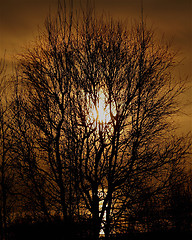 Image showing tree in sun