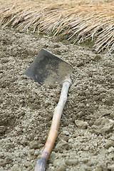 Image showing spade ready to prepare vegetable bed for sowing 