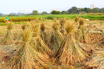 Image showing Harvest rice 