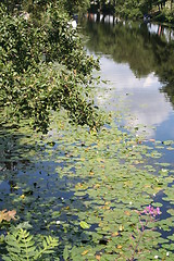 Image showing River with water-lilies