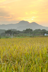 Image showing Golden sunset over farm field 