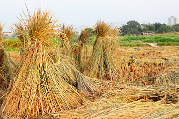 Image showing Harvest rice 