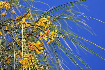 Image showing Forsythia Twigs Against Blue Sky Background