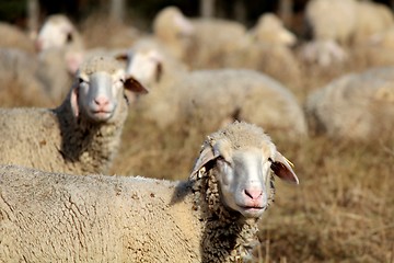 Image showing Curios Sheeps