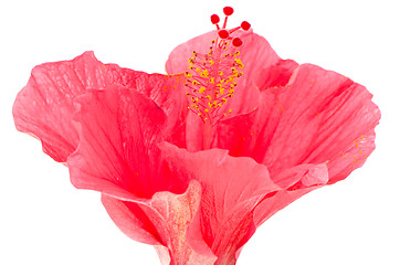 Image showing Pink hibiscus blossom detail