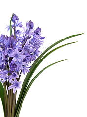 Image showing Bluebell Flower Beauty