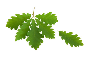 Image showing Oak Leaf Sprig