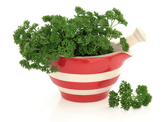 Image showing Parsley Herb 