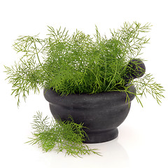 Image showing Dill Herb  