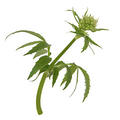 Image showing Valerian Herb Flower Bud