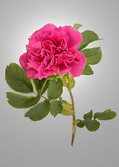 Image showing Rugosa Rose