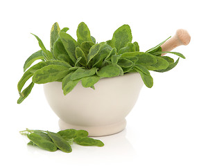Image showing  Sage Herb