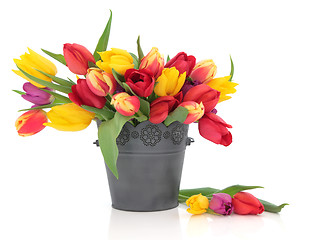 Image showing Tulips