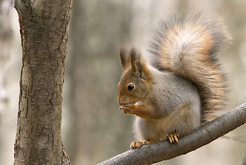 Image showing squirrel