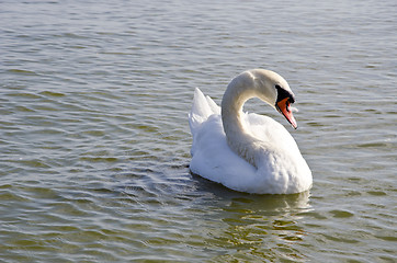 Image showing Swan floating on water. Free bird closeup.