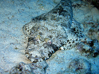 Image showing Crocodile fish