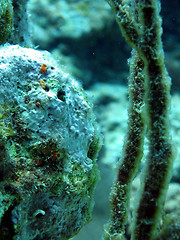 Image showing Blenny in a coral