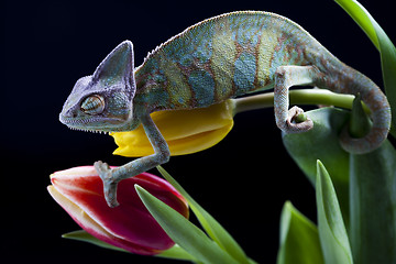 Image showing Chameleon