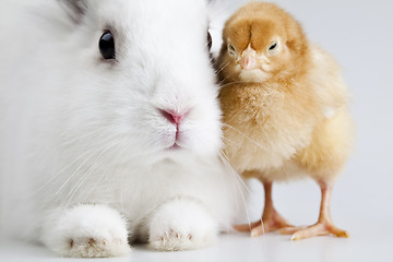 Image showing Chick and bunny