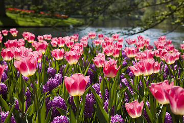 Image showing Beautiful tulips