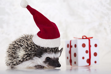 Image showing Hedgehog christmas