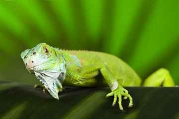 Image showing Iguana