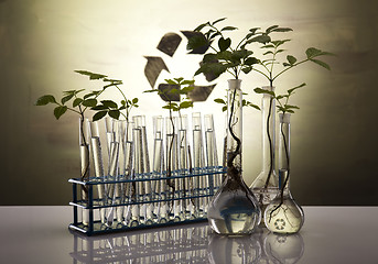 Image showing Plant growing in test tubes in a  laboratory 