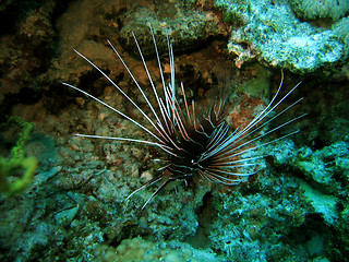 Image showing Lionfish