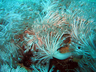 Image showing Sea Anemones