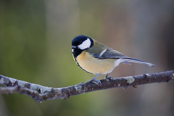 Image showing Great tit