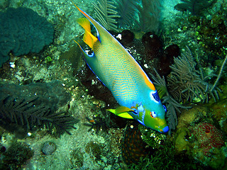 Image showing Angelfish