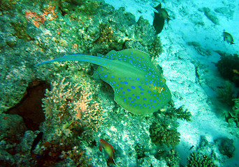 Image showing Spotted stingray