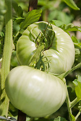 Image showing 2 tomatoes