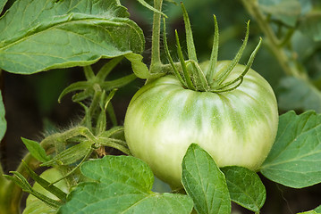 Image showing Tomatoe