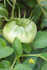 Image showing Tomatoe with a blossom