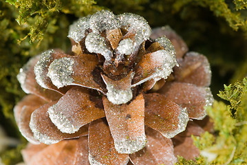 Image showing Cone closeup