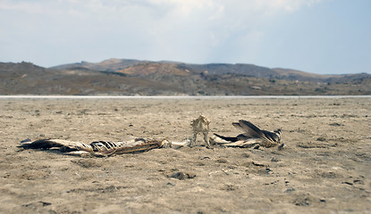 Image showing The last flight