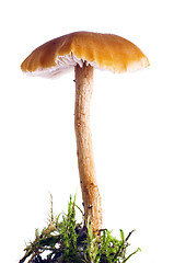 Image showing mushroom