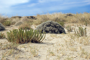 Image showing Sand dunes