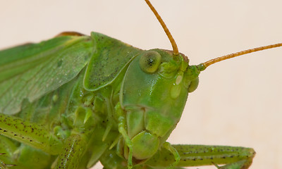 Image showing Grasshopper  portrait on white background