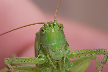 Image showing Curious grasshopper