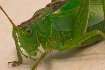 Image showing Grasshopper  closeup